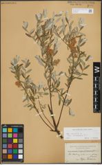 Foto von Salix repens subsp. incubacea (L.) A. Neumann